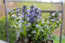 Attēlu rezultāti vaicājumam “Ajuga pyramidalis leaf”