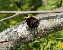 Attēlu rezultāti vaicājumam “Nymphalis antiopa underside”