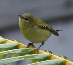 Image result for Vermivora peregrina