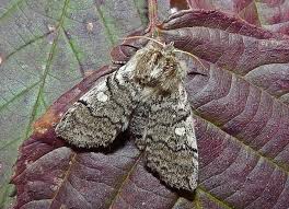 Attēlu rezultāti vaicājumam “Achlya flavicornis”