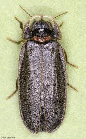 Attēlu rezultāti vaicājumam “Lampyridae”