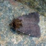 Attēlu rezultāti vaicājumam “Rusina ferruginea male”