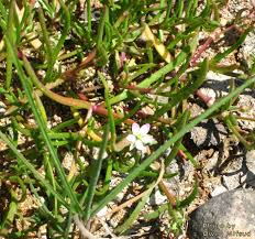 Attēlu rezultāti vaicājumam “Spergularia marina bud”