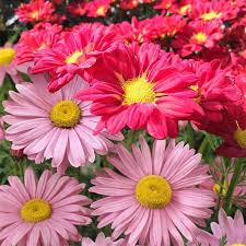 Image result for Chrysanthemum ptarmiciflorum