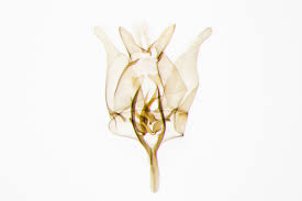 Attēlu rezultāti vaicājumam “Tischeria complanella larva”