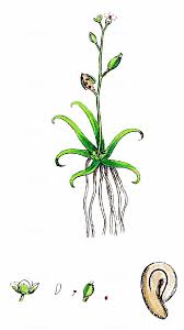 Attēlu rezultāti vaicājumam “Subularia aquatica”