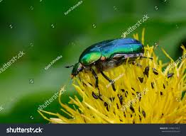 Attēlu rezultāti vaicājumam “Cetonia aurata”