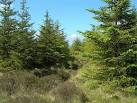 Young Forest Near Barr. The new season's growth gives the Sitkas a lovely - via Daymix