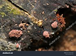 Attēlu rezultāti vaicājumam “Stemonitis axifera”