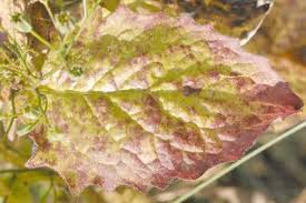 Attēlu rezultāti vaicājumam “Puccinia poarum”