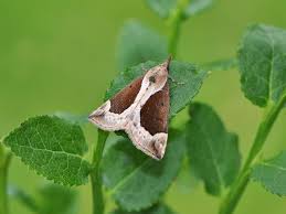 Attēlu rezultāti vaicājumam “Hypena crassalis”