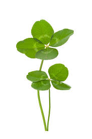 Attēlu rezultāti vaicājumam “Trifolium pratense leaf”