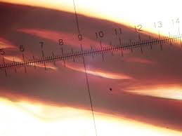 Attēlu rezultāti vaicājumam “Stemonaria irregularis”