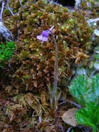 Attēlu rezultāti vaicājumam “Lentibulariaceae”