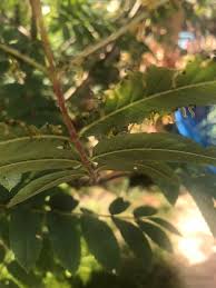 Attēlu rezultāti vaicājumam “Collaria arcyrionema young”