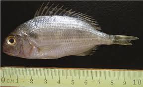 Image result for Pagellus bogaraveo