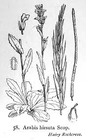 Attēlu rezultāti vaicājumam “Arabis hirsuta”