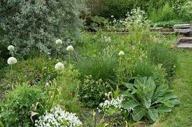 Attēlu rezultāti vaicājumam “Carex cespitosa flower”