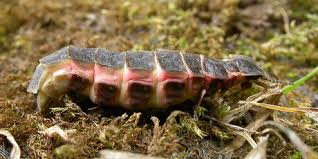 Attēlu rezultāti vaicājumam “Lampyridae”