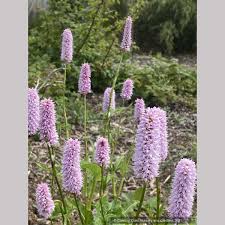 Attēlu rezultāti vaicājumam “Bistorta major fruit”