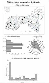 Attēlu rezultāti vaicājumam “Chiloscyphus polyanthos”