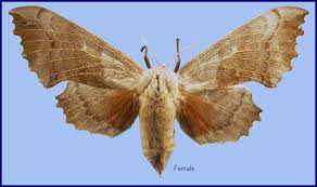 Attēlu rezultāti vaicājumam “Laothoe populi imago”