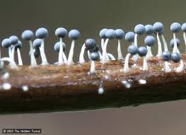 Attēlu rezultāti vaicājumam “Physarum penetrale spores”