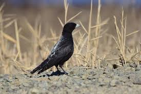 Image result for Melanocorypha yeltoniensis