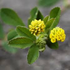 Attēlu rezultāti vaicājumam “Medicago lupulina leaf”