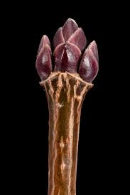 Attēlu rezultāti vaicājumam “Acer saccharinum bud”