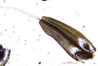Attēlu rezultāti vaicājumam “Syntrichia ruralis var. ruraliformis”
