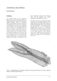 Attēlu rezultāti vaicājumam “Cinclidotus danubicus”