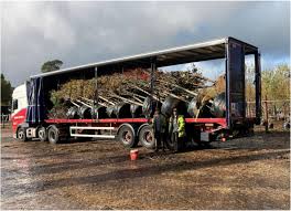 Attēlu rezultāti vaicājumam “Rosellinia desmazieri spores”