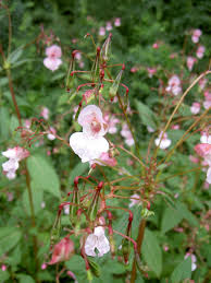 Attēlu rezultāti vaicājumam “Impatiens glandulifera leaf”
