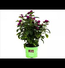 Image result for Kugelamarant