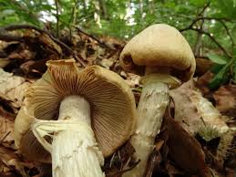 Attēlu rezultāti vaicājumam “Rozites caperata”