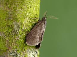 Attēlu rezultāti vaicājumam “Psyche casta larva”