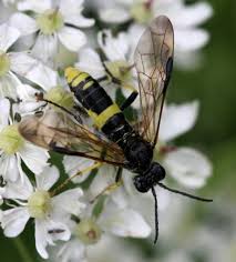 Attēlu rezultāti vaicājumam “Tenthredo scrophulariae exuvia”