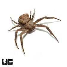 Image result for crab spider