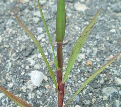 Attēlu rezultāti vaicājumam “Digitaria ischaemum leaf”