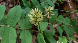 Attēlu rezultāti vaicājumam “Astragalus glycyphyllos leaf”
