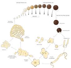 Attēlu rezultāti vaicājumam “Physarum notabile macro”