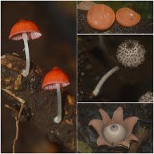 Attēlu rezultāti vaicājumam “Stemonaria irregularis macro”