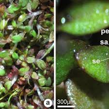 Attēlu rezultāti vaicājumam “Elatine hydropiper leaf”