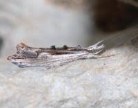 Attēlu rezultāti vaicājumam “Ypsolopha scabrella”