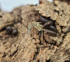 Attēlu rezultāti vaicājumam “Armadillidium pulchellum”