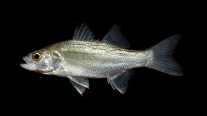 Image result for Morone americana