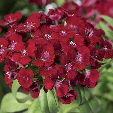 Image result for Dianthus barbatus