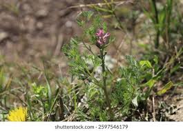 Attēlu rezultāti vaicājumam “Fumaria officinalis leaf”