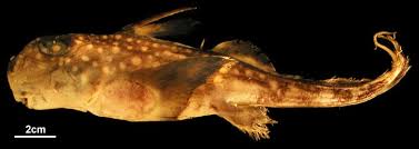 Image result for Hydrolagus colliei